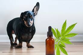 Hemp Seed oil for dogs